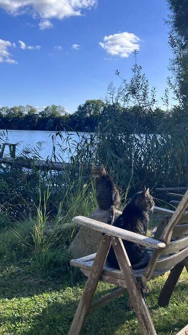 Dos gatos se relajan en un banco de madera junto a un tranquilo lago, rodeados de hierba alta y árboles bajo un cielo azul brillante lleno de nubes.