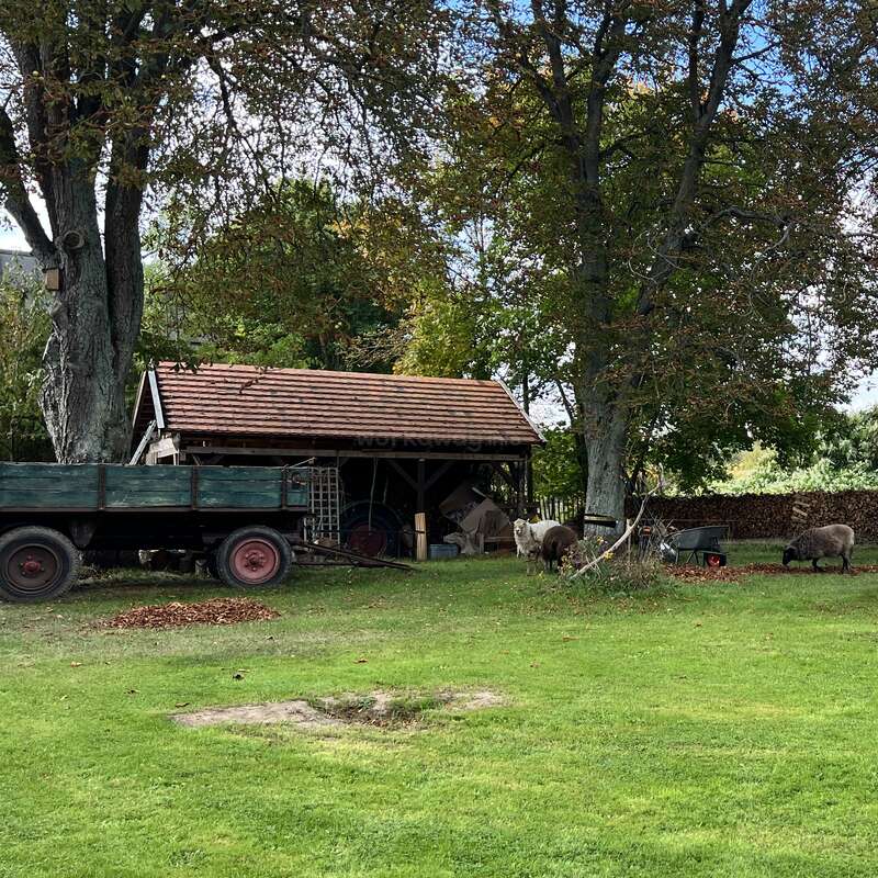 Eine rustikale Bauernhofszene mit einem Holzschuppen, einem grünen Wagen, grasenden Schafen, schattenspendenden Bäumen, gestapeltem Feuerholz und einer friedlichen, ländlichen Atmosphäre.