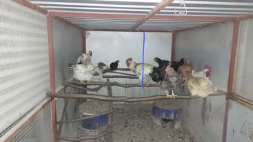 La imagen muestra un gallinero con varias gallinas y gallos posados en ramas de madera. El gallinero tiene techo metálico, paredes de malla y suelo de tierra.