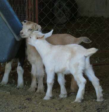 Dos adorables crías de cabra permanecen juntas en el recinto de una granja. Una parece acariciar a la otra, mostrando afecto. Detrás de ellas se ve una alambrada.