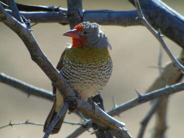 Un pequeño pájaro con la cara de un rojo vibrante, el pecho moteado y el lomo verde oliva se posa en una rama espinosa sobre un fondo borroso y neutro.