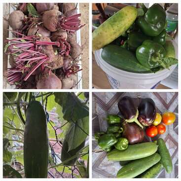 Este collage muestra verduras frescas del huerto: remolachas, pepinos, pimientos verdes, berenjenas y tomates, cosechados y expuestos en cestas y sobre una mesa de jardín.