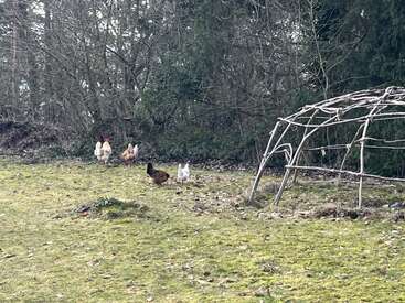 Five chickens roam on a grassy area near some trees. To the right, there is a dome-like structure made out of bare wooden branches.