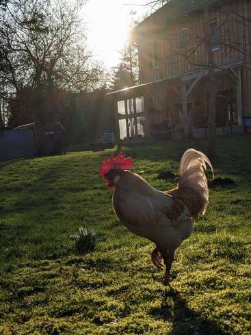 A rooster stands proudly on a grassy lawn in the morning sun, with a wooden house and trees casting long shadows in the peaceful background.