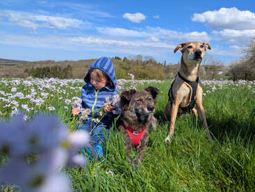 A young child in a blue hoodie sits in a flower-filled meadow with two dogs, surrounded by green grass, under a bright blue sky.