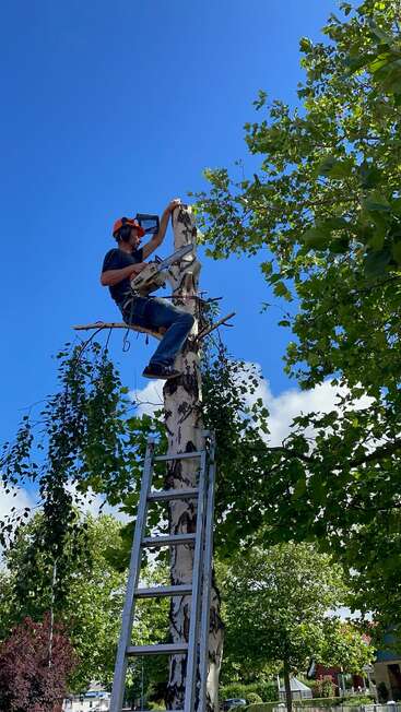 A man, wearing protective gear, uses a chainsaw to cut the top of a tall tree. He stands on a ladder under a clear blue sky.
