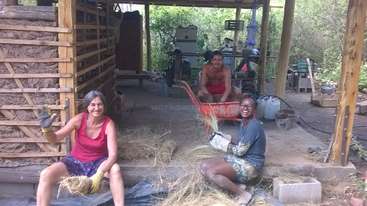 Três pessoas estão envolvidas em trabalho manual, provavelmente colhendo, com uma pilha de colheitas visível ao fundo. A cena se passa em uma área rural, com uma cerca e árvores à distância.