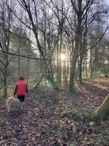 Una persona camina por una zona boscosa llevando un haz de heno, rodeada de árboles y hojas caídas, con el sol brillando a través de las ramas.