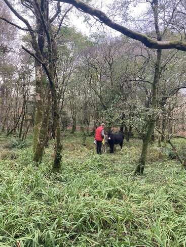 La imagen representa una serena escena de bosque, con una mujer vestida con un chaleco rojo junto a un caballo negro, rodeada de exuberante vegetación y altísimos árboles.