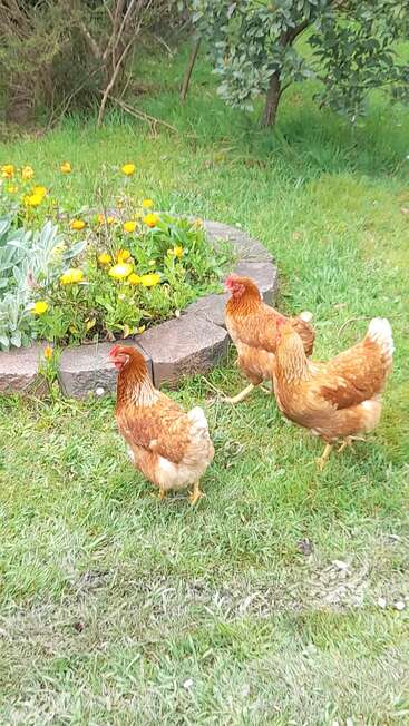 Three brown chickens walk on a green grassy lawn near a circular flower bed with yellow flowers and leafy plants, surrounded by trees and bushes. Peaceful scene.