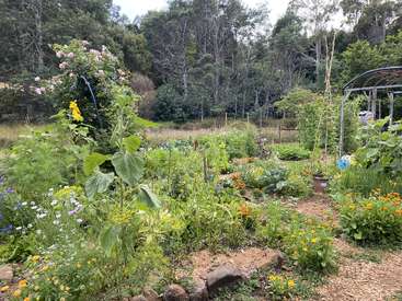 This image shows a lush, vibrant garden full of flowers and vegetables. Sunflowers, roses, marigolds, and various green plants grow near wooded trees behind.