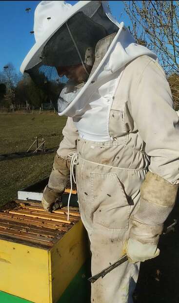 A beekeeper wearing a protective suit and gloves inspects a beehive outdoors on a sunny day, surrounded by bees, using a hive tool for maintenance.