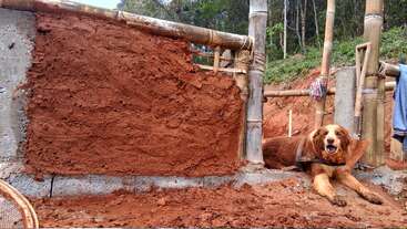 Ein glücklicher brauner Hund ruht neben einer teilweise gebauten Lehm- und Bambuswand, umgeben von roter Erde, in einer üppigen, grünen Waldumgebung.