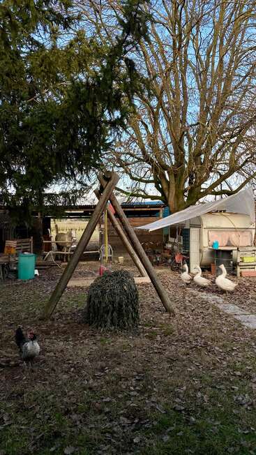 Eine rustikale Bauernhofszene mit Hühnern, Gänsen und einem Esel. Bäume ohne Blätter, ein mit einer Plane abgedeckter Anhänger, Holzkonstruktionen und verstreute Werkzeuge sorgen für eine friedliche ländliche Atmosphäre.