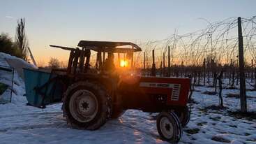 Ein roter Traktor steht bei Sonnenuntergang auf einem verschneiten Feld neben einem Weinberg. Die tief stehende Sonne sorgt für ein warmes Licht und taucht die Szene in einen goldenen Farbton.