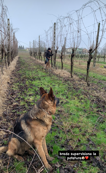 Ein Deutscher Schäferhund sitzt ganz aufmerksam in einem Weinberg und guckt zu, wie jemand an einem bewölkten Tag die Weinreben schneidet. Die Bildunterschrift sagt: „Brado passt beim Schneiden auf.“