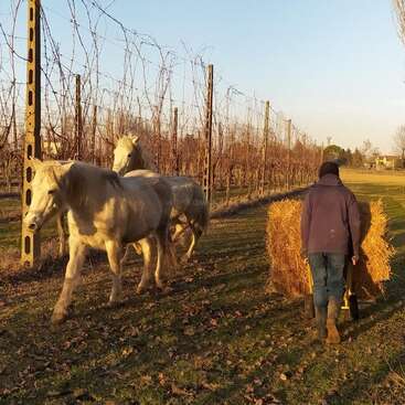 Jemand schiebt eine Schubkarre voller Heuballen, während zwei weiße Pferde dicht dahinter in einem Weinberg im goldenen Licht des Sonnenuntergangs laufen.