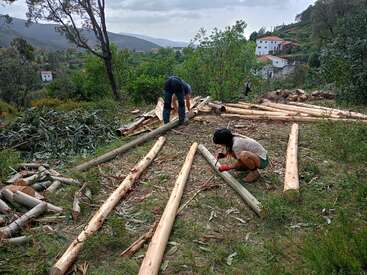 Dos personas trabajan al aire libre, pelando la corteza de largos troncos. Rodeadas de vegetación, colinas y casas, preparan la madera para la construcción o para algún otro proyecto rural.