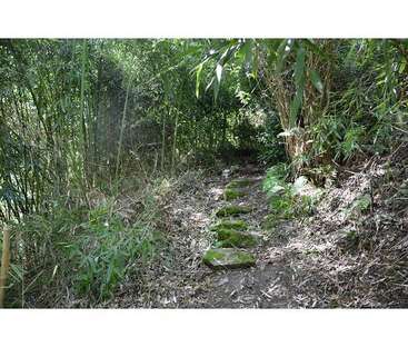A narrow forest path winds through dense bamboo, with moss-covered stone steps leading upward. Sunlight filters through the leaves, creating a green, serene atmosphere.