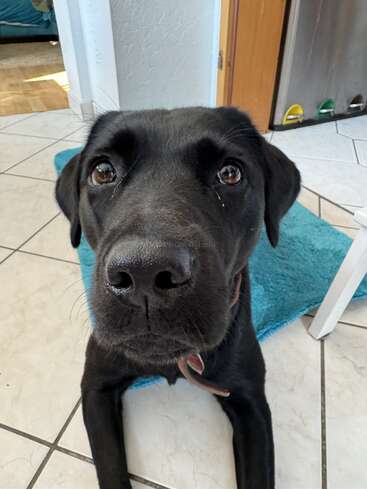 Gros plan sur un chien noir aux yeux expressifs, couché sur un sol carrelé à côté d'un tapis bleu dans une maison confortable et ensoleillée.