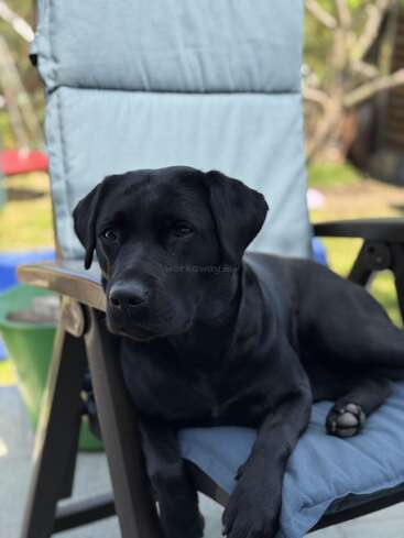 Un chien labrador noir se prélasse confortablement sur une chaise d'extérieur bleu clair. L'arrière-plan est flou et montre un jardin avec de la verdure et la lumière du soleil.