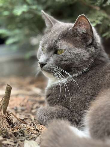 Un chat gris est allongé sur le sol parmi des feuilles sèches et des brindilles, regardant paisiblement devant lui. L'arrière-plan est composé de feuillage vert, créant une atmosphère calme et naturelle.