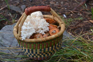 Una cesta tejida llena de setas silvestres, entre las que se encuentran hongos coralinos blancos y setas de sombrero naranja, descansa al aire libre sobre el suelo, entre la hierba y las rocas.