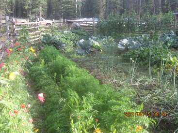 Un exuberante huerto con zanahorias, coles, cebollas y verduras de hoja verde crece dentro de una valla de madera. Flores de colores bordean el borde en una mañana soleada.