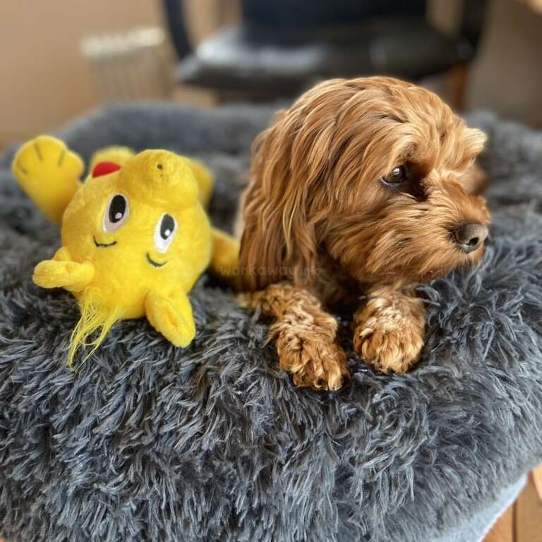 Um cachorrinho marrom descansa em uma cama cinza fofa ao lado de um brinquedo de pelúcia amarelo brilhante com um rosto alegre, parecendo satisfeito e relaxado dentro de casa.