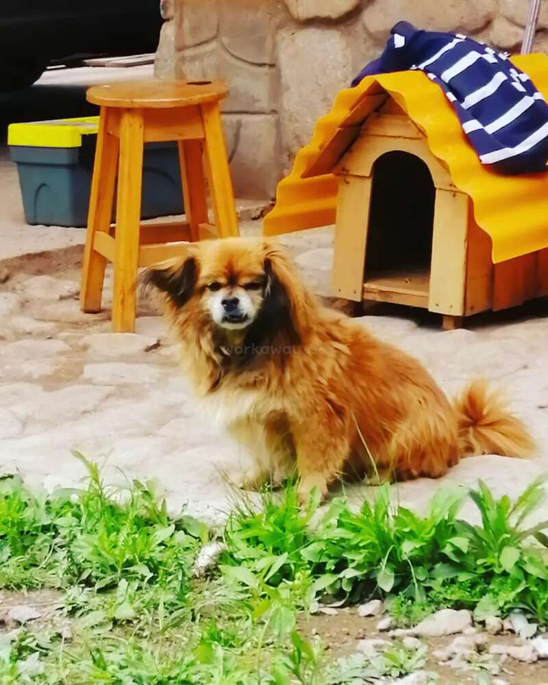 Join our rescue centre for stray dogs in the Sacred Valley of the Incas in  Peru, image size:800x1000