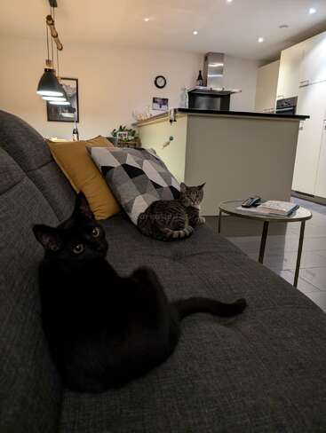 A cozy living room with a gray couch, decorative pillows, and two cats—one black and one tabby—relaxing. Modern kitchen, soft lighting, and a side table.