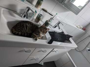 Two cats, one tabby and one black, comfortably lounging in separate bathroom sinks. The modern bathroom features white tiles, a bathtub, toiletries, and a window.