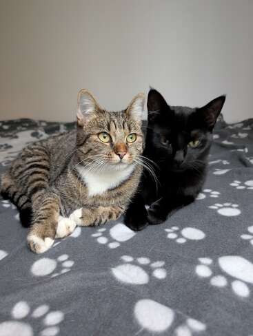 Two cats, one tabby with white paws and one solid black, are lying together on a grey blanket decorated with white paw prints, looking content.