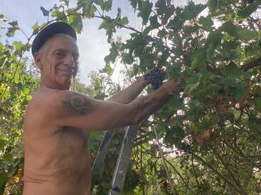 L'image représente un homme récoltant des raisins sur une vigne, torse nu avec un tatouage sur le bras droit, portant une casquette noire et se tenant devant une échelle et de la verdure luxuriante.