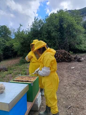 Two people in yellow protective suits inspect a beehive outdoors. Surrounded by green trees, they carefully examine frames, practicing beekeeping on a cloudy day.