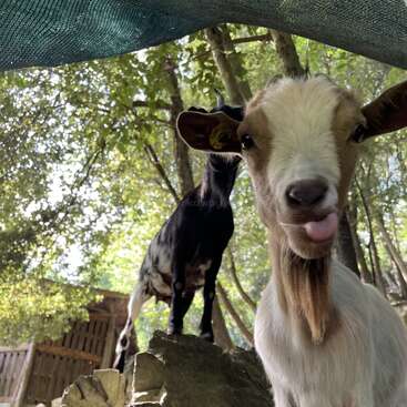 The image features two goats standing in a wooded area, with one goat prominently positioned in the foreground, gazing directly at the camera.