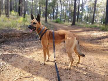 A tan dog with a black muzzle stands on a leash in a sunlit forest trail, looking alert and happy, surrounded by trees and nature.