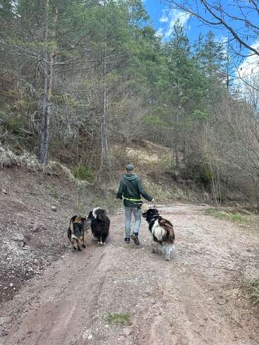 Eine Person geht auf einem Waldweg und führt drei große, flauschige Hunde an der Leine. Bäume und blauer Himmel umrahmen diese friedliche Szene.