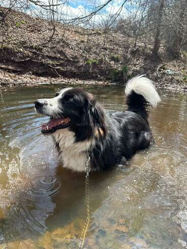 Ein fröhlicher schwarz-weißer Hund steht in einem seichten Bach und genießt das Wasser. Er hat das Maul offen, den Schwanz hochgereckt und ist von einem Wald im Vorfrühling umgeben.