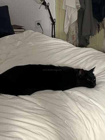 Eine schwarze Katze liegt gemütlich auf einem weißen Bett. Der Raum ist gemütlich, mit herumhängenden Kleidungsstücken und einer Lampe in der Nähe, was eine entspannte, heimelige Atmosphäre schafft.