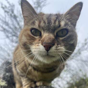 Eine Nahaufnahme einer neugierigen getigerten Katze mit hellbraunem Fell und grünen Augen, aufgenommen im Freien vor einem unscharfen Hintergrund aus Bäumen und Himmel.