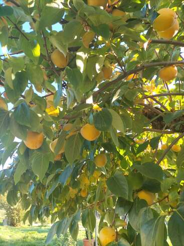 Un árbol con frondosas hojas verdes y muchos frutos maduros de color amarillo anaranjado que cuelgan de sus ramas. La luz del sol se filtra y proyecta sombras sobre el follaje.