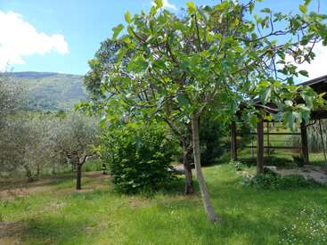 Una tranquila escena de jardín con hierba verde, varios árboles, un arbusto y una estructura de pérgola de madera. Colinas y un cielo azul con nubes de fondo.