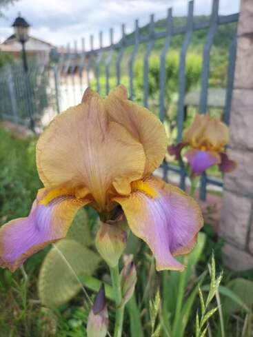 Primer plano de una flor de iris con pétalos amarillos y morados, sobre una valla metálica, vegetación y otro iris al fondo.