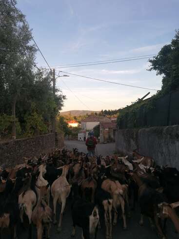 Uma pessoa caminha por uma rua rural tranquila, conduzindo um grande rebanho de cabras. Muros de pedra, vegetação e casas distantes estão banhados pela luz do entardecer.
