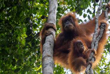 Une mère orang-outan et son petit s'accrochent aux branches d'un arbre dans la canopée d'une forêt luxuriante et verdoyante, entourés d'un feuillage dense, le regard perdu au loin.