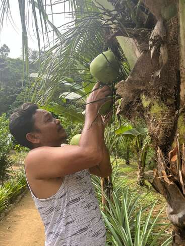 Un homme vêtu d'un t-shirt sans manches cueille une noix de coco verte sur un palmier, dans un jardin tropical luxuriant où poussent des bananiers et des ananas.