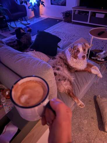 Uma sala de estar aconchegante com dois cães relaxando em sofás. Uma mão segura uma caneca de café em primeiro plano. A iluminação suave e quente realça a atmosfera.