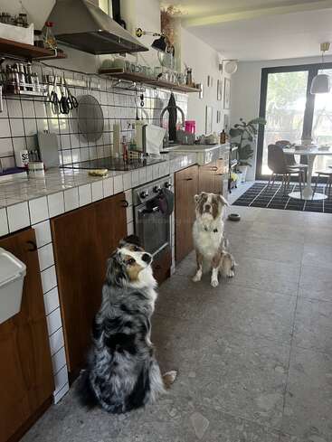 Dois cães sentam-se atentamente no chão de uma cozinha de azulejos. Atrás deles, prateleiras e balcões exibem utensílios de cozinha. A luz do sol ilumina uma moderna área de jantar ao fundo.