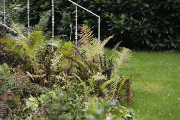 This image shows a lush green garden with various ferns, leafy plants, and a white railing. The background has dense, dark green bushes and manicured grass.